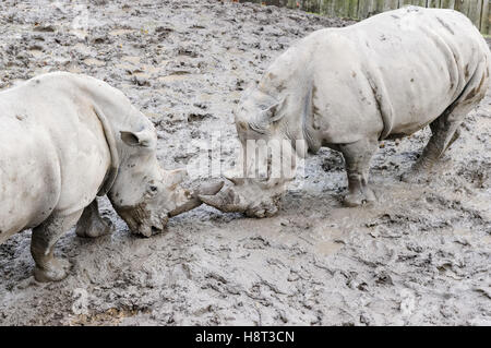 Die Breitmaulnashörner im Zoo Kopenhagen Stockfoto