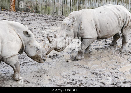 Die Breitmaulnashörner im Zoo Kopenhagen Stockfoto