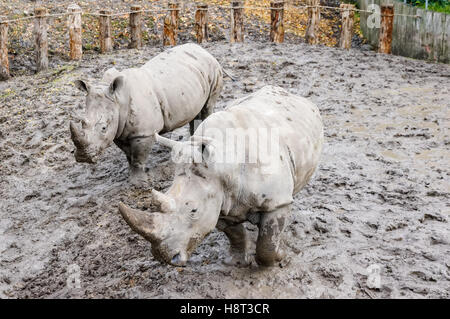 Die Breitmaulnashörner im Zoo Kopenhagen Stockfoto