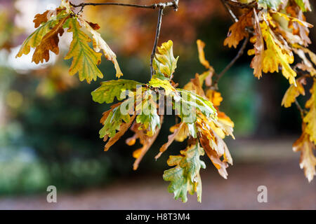 Stieleiche (Quercus Robur) lässt auf eine Niederlassung in herbstlichen Farben, Farbwechsel grünte, gelb und Braun in Süd-Ost-England, UK Stockfoto