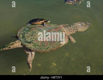 Schildkröten (Chrysemys Picta) gemalt, Schildkröte Maryland, Reiten auf Rückseite einrasten Chelydra Serpentina, ernähren sich von Algen auf Panzer Stockfoto