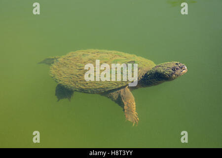 Schnappschildkröte Chelydra Serpentina, Essen weiß crappie Stockfoto