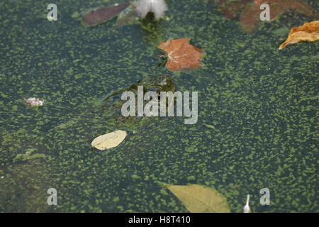 Schnappschildkröte, Chelydra Serpentina, Maryland, Herbst, mit Algen Matte und Laub am Teich Stockfoto