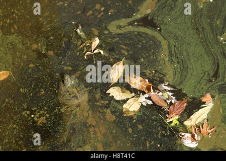 Schnappschildkröte, Chelydra Serpentina, Maryland, Herbst, mit Algen Matte und Laub am Teich Stockfoto