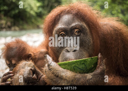 Orang-Utan im Dschungel Stockfoto