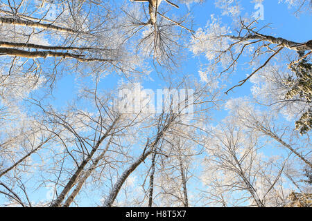 Schneebedeckten Baum Perspektivansicht nachschlagen Stockfoto