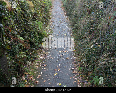 Blatt, überdachte Treppe und Pfad-Hintergrund Stockfoto