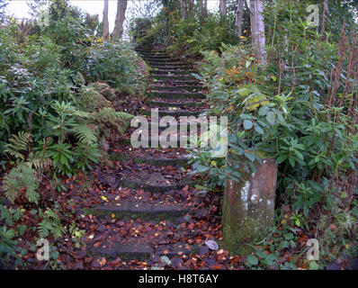 Blattüberdachte Stufen und Pfade im Hintergrund linn Park glasgow Stockfoto