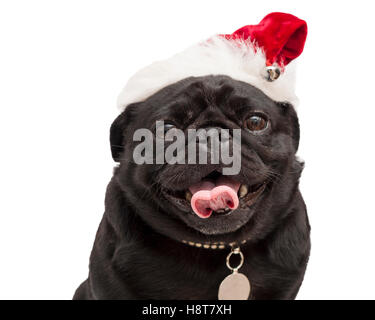 Portrait von schwarzen Mops Welpe Hund rot Mütze pet Kleidung auf weißem Hintergrund isoliert Model Release: Nein Property Release: Ja (Hund). Stockfoto