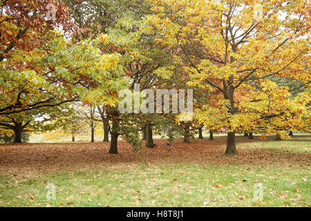 Primrose Hill auf eine Herbst Sonntagnachmittag, London Stockfoto