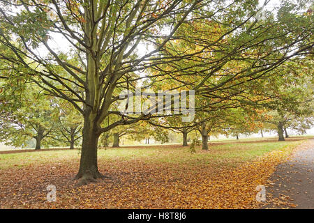 Primrose Hill auf eine Herbst Sonntagnachmittag, London Stockfoto