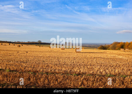 Rundballen Stroh, goldene Stoppeln und bunten Bäumen in der Yorkshire Wolds Landschaft im Herbst. Stockfoto