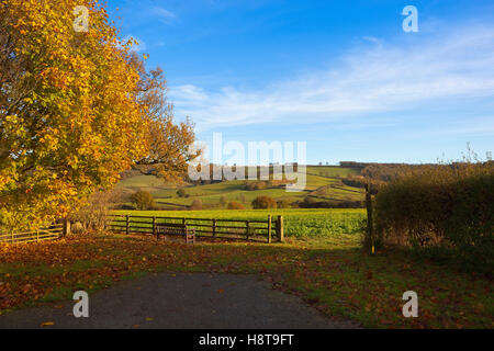 Eine Holzbank und Zeichen Posten unter bunten Herbst Bäume in die malerische Landschaft der Yorkshire Wolds im Herbst. Stockfoto