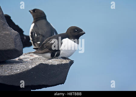 Little Alken (Alle Alle) auf Felsvorsprung in Seevogel-Kolonie Stockfoto