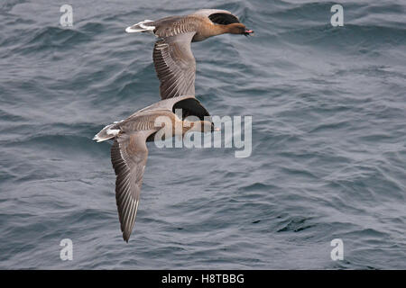 Zwei rosa leichtfüßig Gänse (Anser Brachyrhynchus) im Flug über Meer Stockfoto