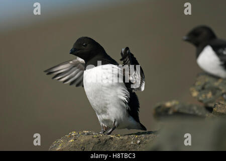 Little Auk (Alle Alle) Streching Flügel auf Felsvorsprung in Seevogel-Kolonie Stockfoto