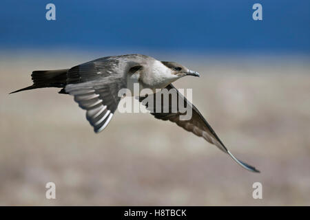 Parasitäre Jaeger / Arctic Skua / parasitäre Skua (Stercorarius Parasiticus) überfliegen Tundra Stockfoto