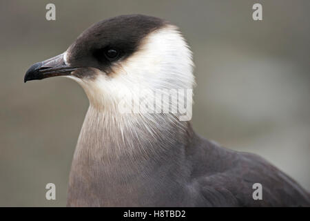 Nahaufnahme, Porträt von parasitären Jaeger / Arctic Skua / parasitäre Skua (Stercorarius Parasiticus) Stockfoto