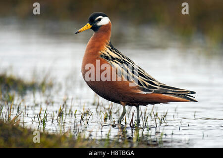 Rotes Phalarope / grau Wassertreter (Phalaropus Fulicarius / Phalaropus Fulicaria) auf Nahrungssuche an Teich in Tundra, Spitzbergen, Norwegen Stockfoto