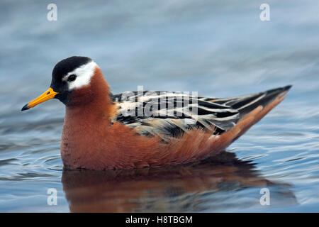 Rotes Phalarope / grau Wassertreter (Phalaropus Fulicarius / Phalaropus Fulicaria) Schwimmen im Teich auf Tundra, Svalbard, Spitzbergen Stockfoto