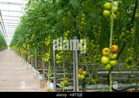 Zeilen in einem niederländischen Gewächshaus reife Tomaten Stockfoto