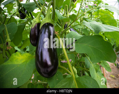 Reife lila Aubergine wächst in einem Gewächshaus in den Niederlanden Stockfoto