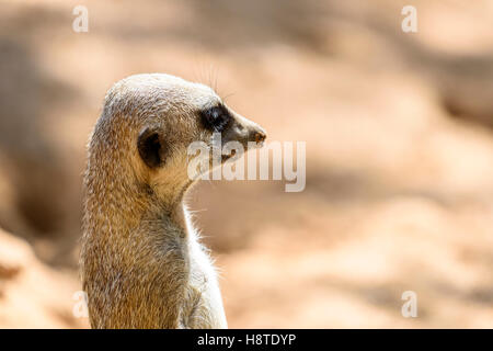 Erdmännchen oder Suricate (Suricata Suricatta) in Afrika Stockfoto