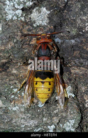 Europäische Hornisse (Vespa Crabro) Stockfoto