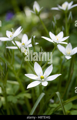 Ornithogalum Blumen. Star-of-Bethlehem Blüten im Frühjahr. Stockfoto