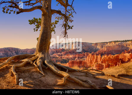 Pine Tree erhält einen Griff auf den Canyon Rand. Bryce Canyon National Park, Utah, USA Stockfoto