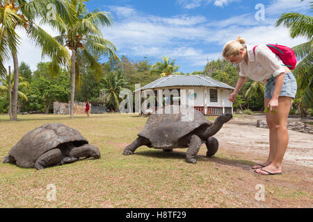 Fütterung von Aldabra-Riesenschildkröten auf Curieuse Island, Seychelles Tourist. Stockfoto