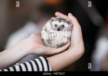 Satz. kleinen stacheligen Igel in die Hände der Menschen Stockfoto