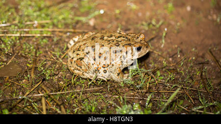 California Toad - Anaxyrus Boreas halophile, Santa Clara County, Kalifornien Stockfoto