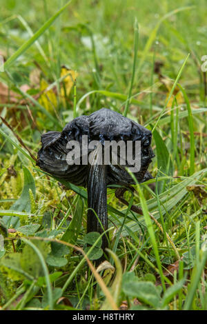 Eine sehr reife Schwärzung Waxcap - Hygrocybe Conica gefunden im Naturpark Whisby, Lincolnshire, UK Stockfoto