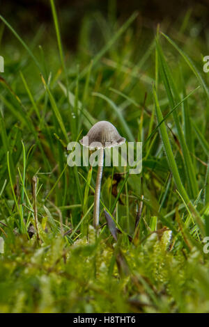 Gemeinsamen Bonnet - Mycena Galericulata fand im Naturpark Whisby, Lincolnshire, UK Stockfoto