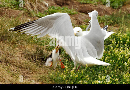 Heringmöwe mit Papageitaucher im Schnabel, versucht, den Papageitaucher in den Sandaal zu kneifen. Farne Islands, Northumberland, England, Großbritannien. Stockfoto