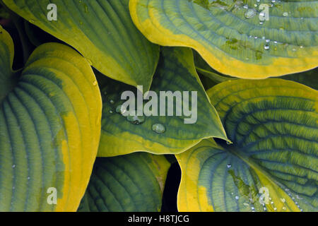Wassertropfen auf Hosta Blätter Stockfoto