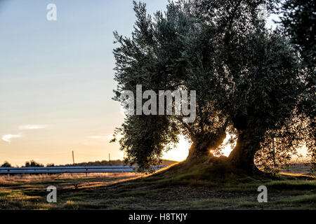 Bild von orange Sonnenuntergang in Oliven-Garten in der Nähe von Jaen, Spanien Stockfoto