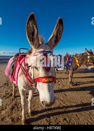 Esel am Strand mit Blackpool Tower in Ferne, Blackpool, Lancashire, UK. Stockfoto