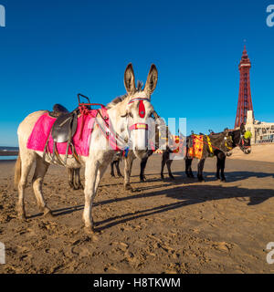 Esel am Strand mit Blackpool Tower in Ferne, Blackpool, Lancashire, UK. Stockfoto