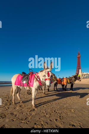 Esel am Strand mit Blackpool Tower in Ferne, Blackpool, Lancashire, UK. Stockfoto