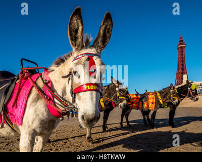 Esel am Strand mit Blackpool Tower in Ferne, Blackpool, Lancashire, UK. Stockfoto