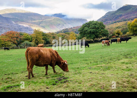 Country Szene mit Rinder grasen in einer Landschaft Bauernhof Feld unter den Bergen von Snowdonia im Herbst. Llanberis, Gwynedd, Wales, Großbritannien, Großbritannien Stockfoto