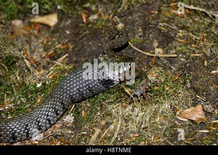 Ringelnatter (Natrix Natrix) Aufnahme einer gemeinsamen Kröte (Bufo