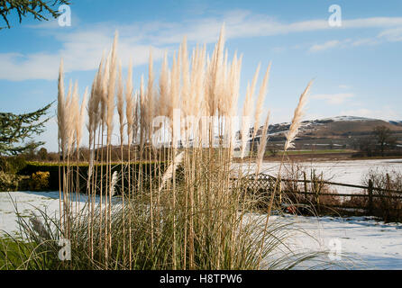 Pampas Federn in einen Garten im winter Stockfoto