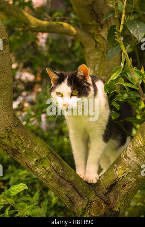 Schwarze und weiße Katze im Freien stalking Opfer von der Gabel eines Baumes Stockfoto