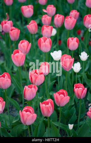 Seitliche Sicht auf die Sonne auf die geöffnete Knospen rosa und weiße Tulpe Stockfoto