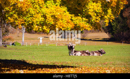 Herbstsaison, grasende Kühe, Buchenblätter. Val Canali, Tonadico, Trentino. Italienische Alpen, Europa. Stockfoto