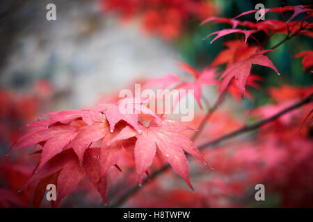 Rot Acer Palmatum Osakazuki Ahornbaum Blätter vor einem grünen Hintergrund Stockfoto