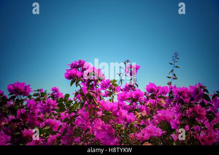 Bougainvillea gegen blauen Himmel Stockfoto